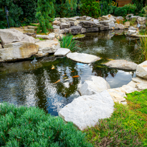 Water Features - Backyard landscaping, pond with Japanese carp and beautiful plants