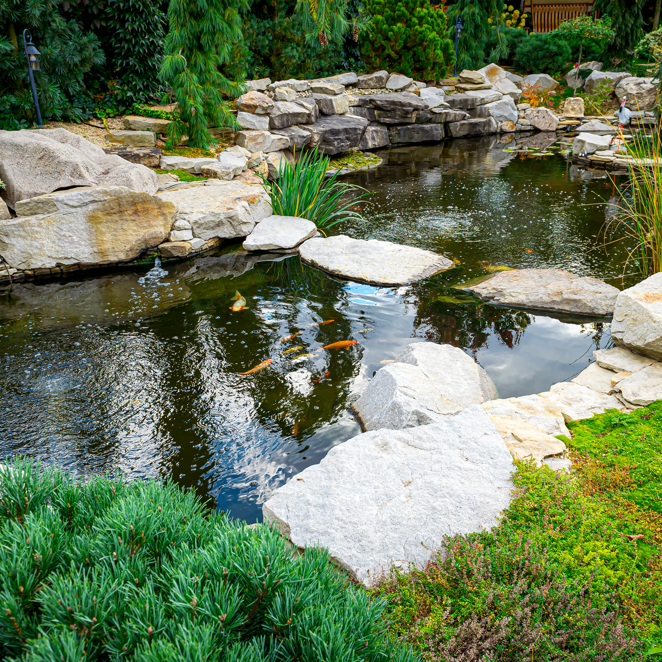 Water Features - Backyard landscaping, pond with Japanese carp and beautiful plants