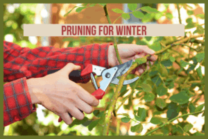 Prepare Minnesota Landscape for Winter- Pruning